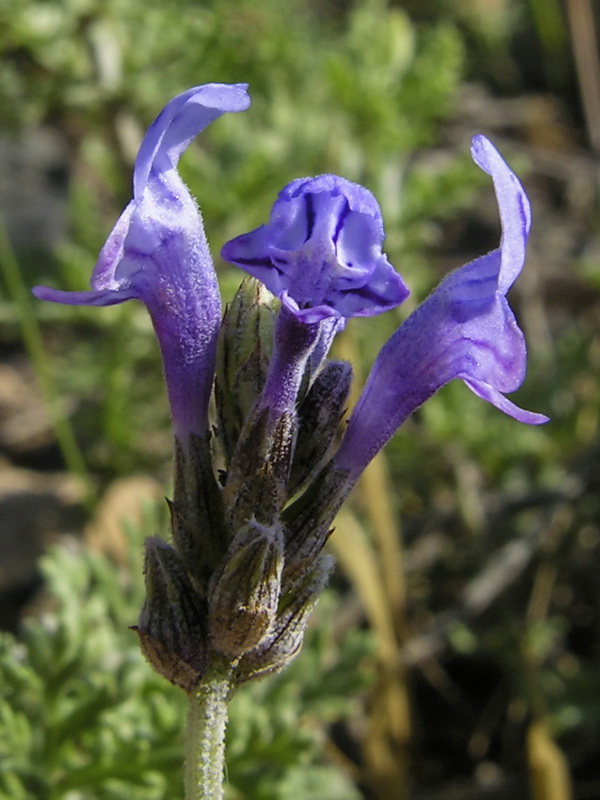 Lavandula multifida.05