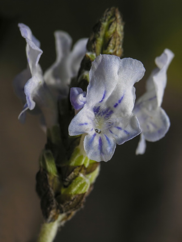 Lavandula multifida.13