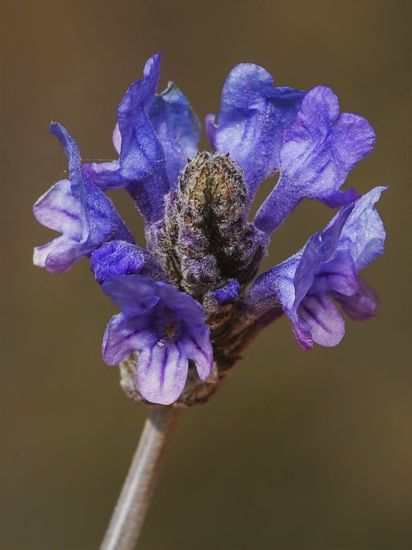 Lavandula multifida.14