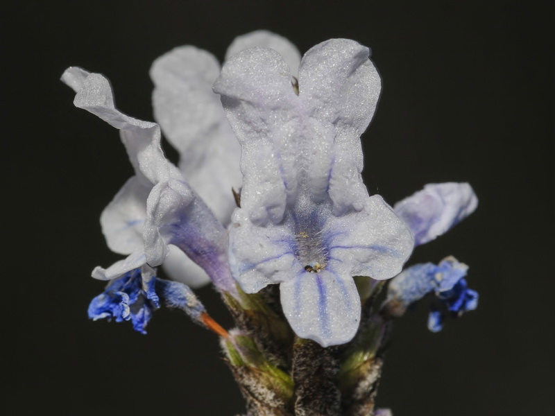 Lavandula multifida.16