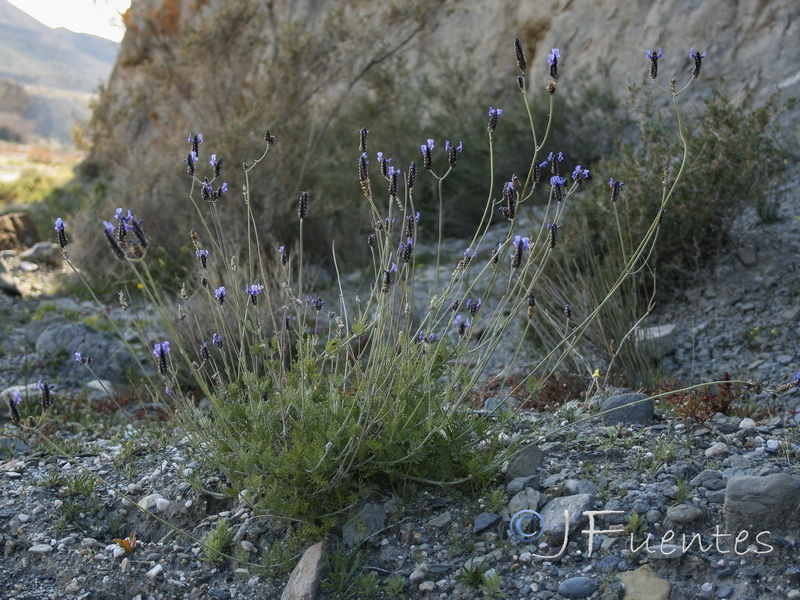 Lavandula multifida.17