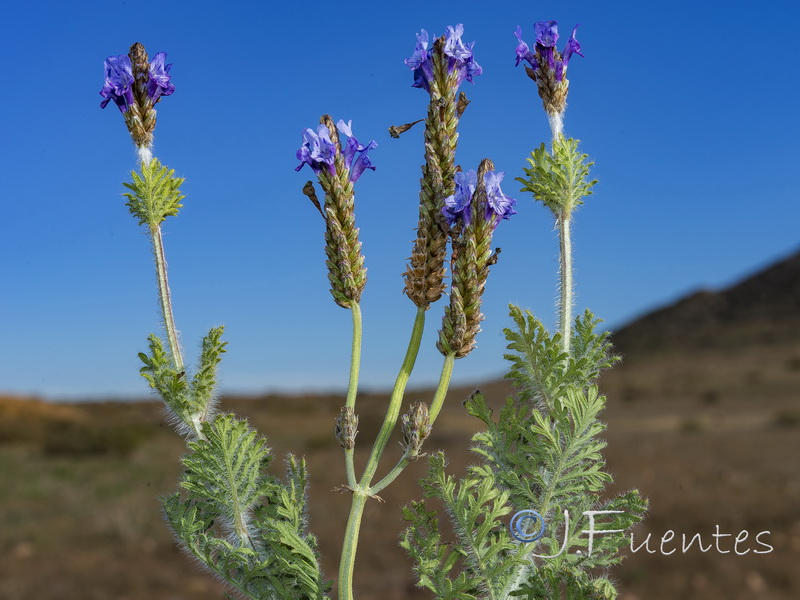 Lavandula multifida.22