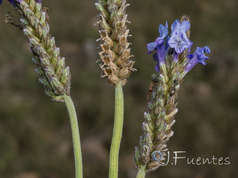 Lavandula multifida.23