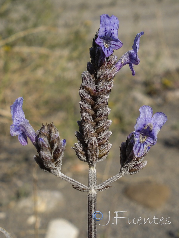 Lavandula multifida.24