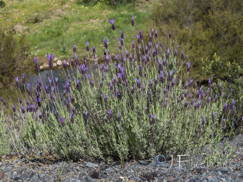 Lavandula pedunculata.01