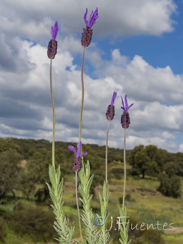 Lavandula pedunculata.02