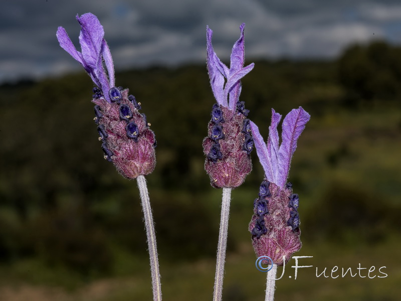 Lavandula pedunculata.03