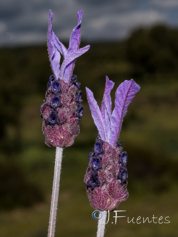 Lavandula pedunculata.04