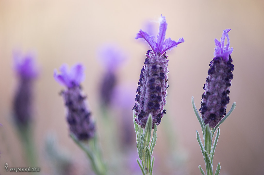 Lavandula stoechas