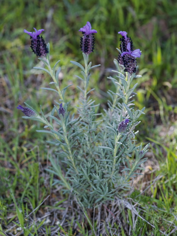 Lavandula stoechas stoechas.01