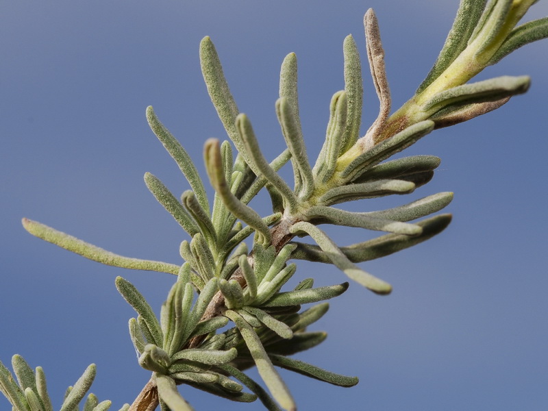 Lavandula stoechas stoechas.03