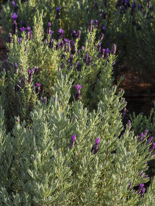 Lavandula stoechas stoechas.04