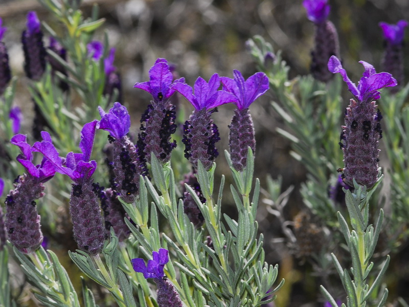 Lavandula stoechas stoechas.20