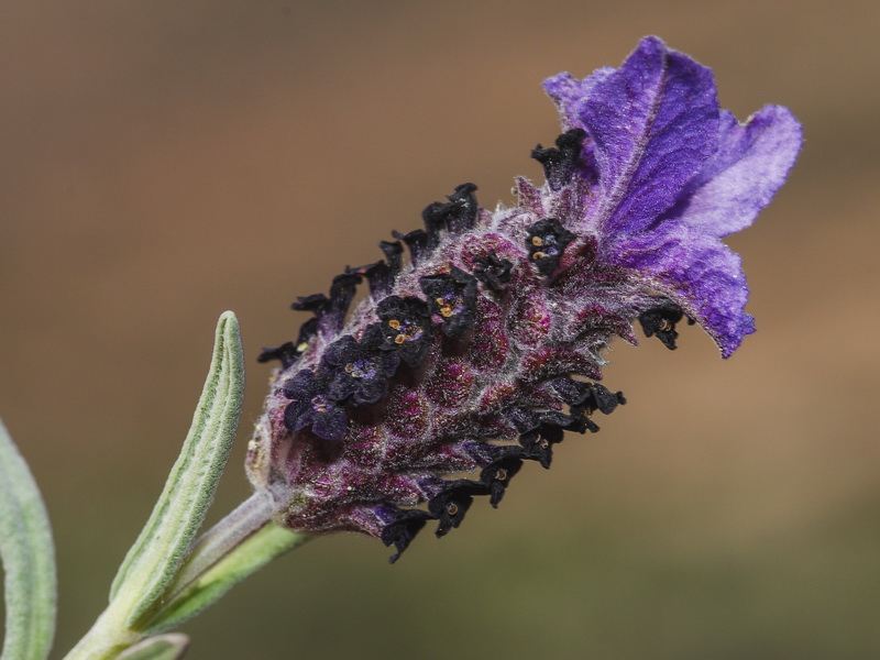 Lavandula stoechas stoechas.07