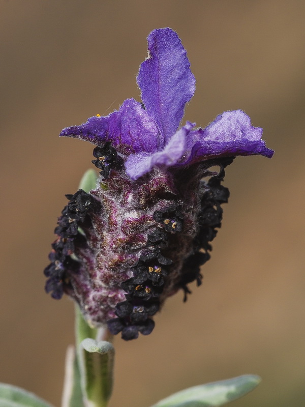 Lavandula stoechas stoechas.08