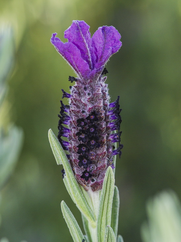 Lavandula stoechas stoechas.10