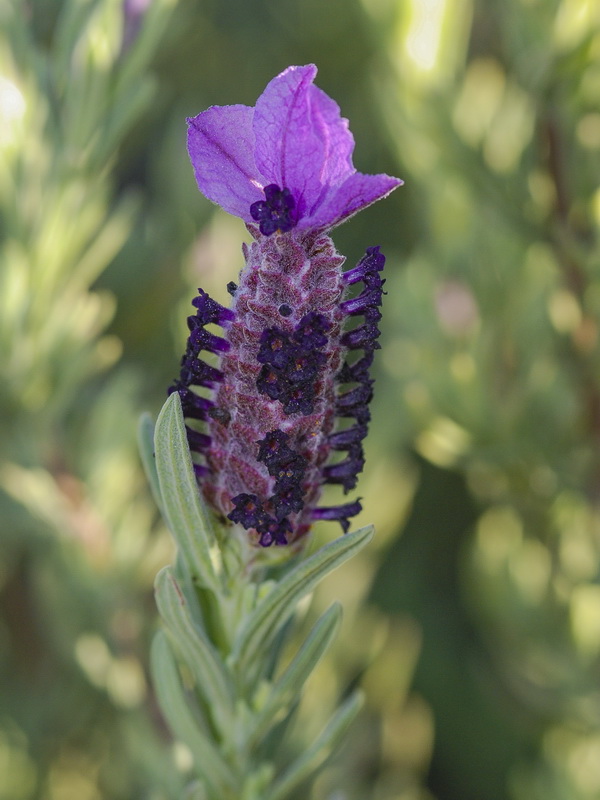 Lavandula stoechas stoechas.12