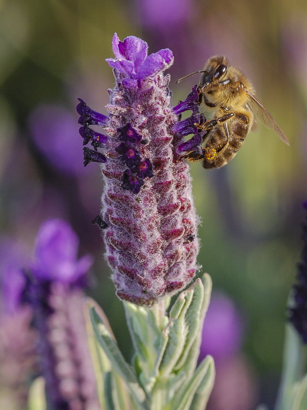 Lavandula stoechas stoechas.18