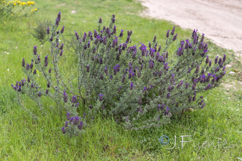 Lavandula stoechas stoechas.19