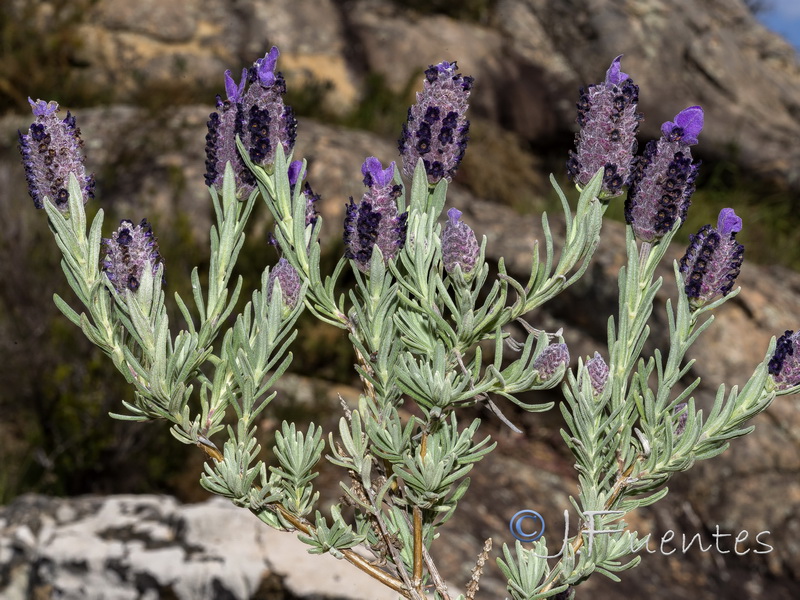 Lavandula stoechas stoechas.20