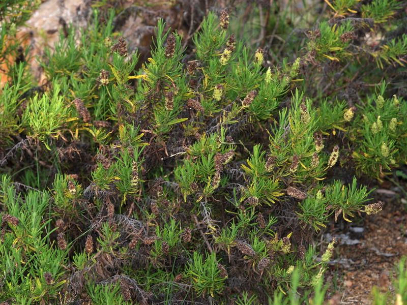 Lavandula viridis.01