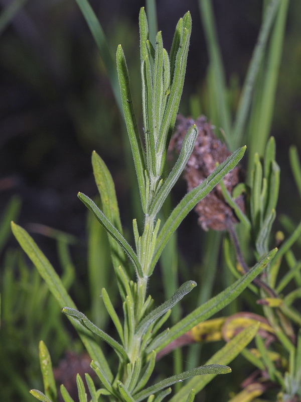 Lavandula viridis.03