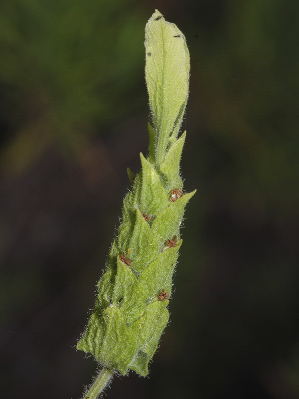 Lavandula viridis.05