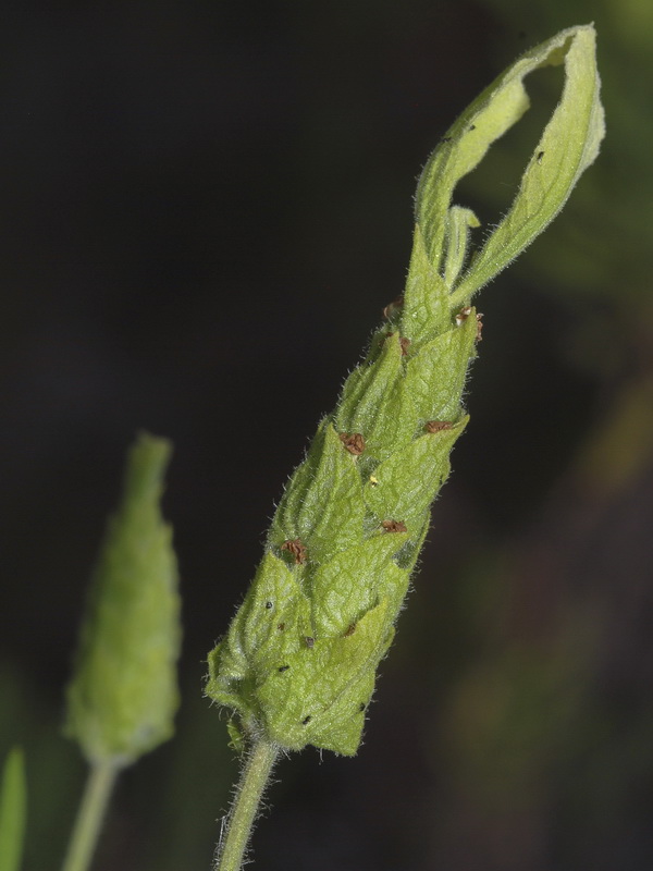 Lavandula viridis.06