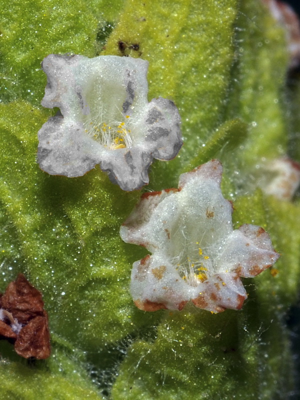 Lavandula viridis.10