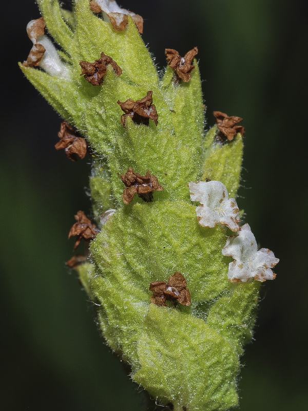 Lavandula viridis.11