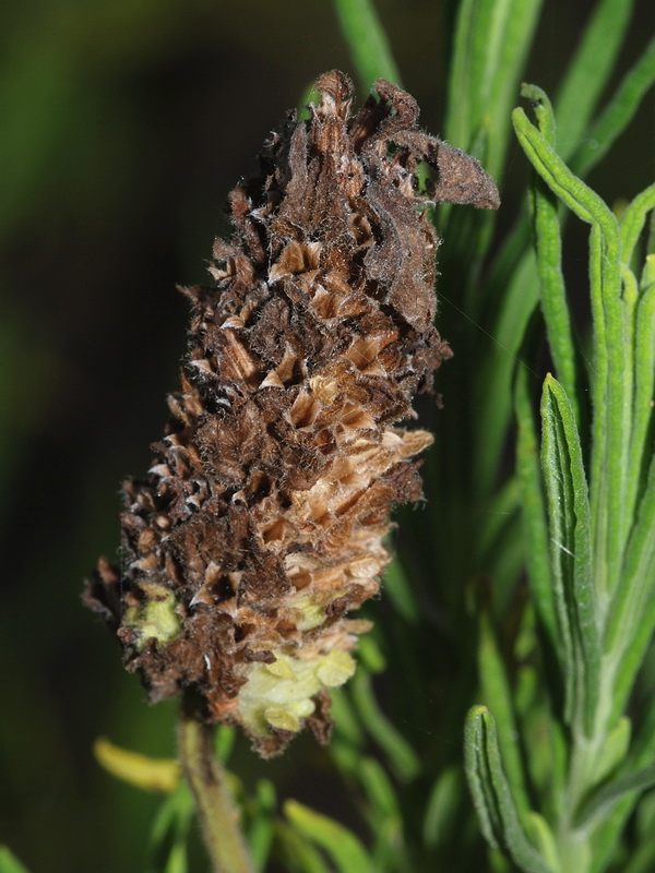 Lavandula viridis.12