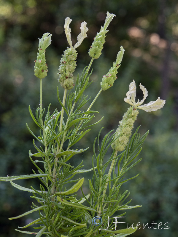 Lavandula viridis.13