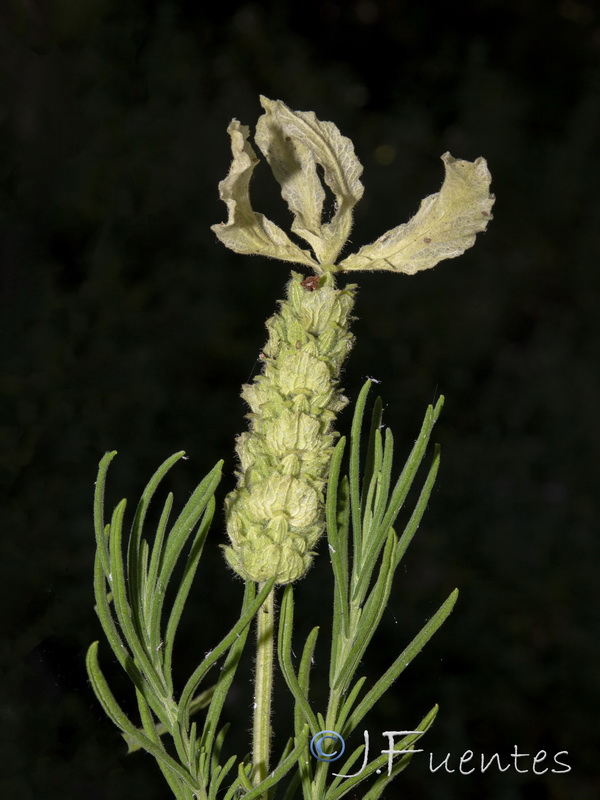 Lavandula viridis.14