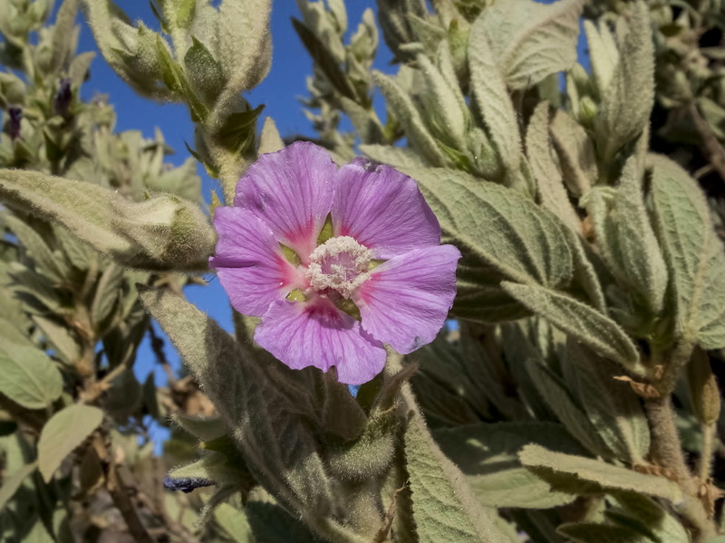 Lavatera oblongifolia.02