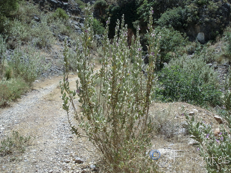 Lavatera oblongifolia.03