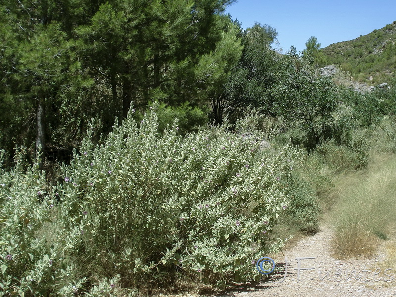 Lavatera oblongifolia.04
