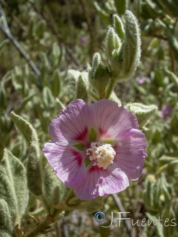 Lavatera oblongifolia.06