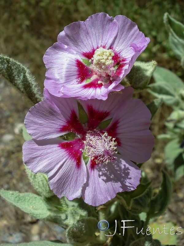 Lavatera oblongifolia.08