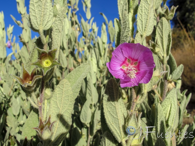 Lavatera oblongifolia.10