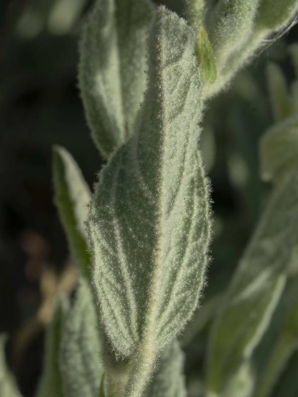 Lavatera oblongifolia.12