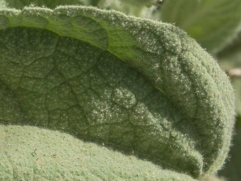 Lavatera oblongifolia.14