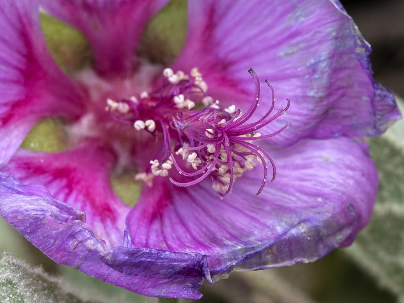 Lavatera oblongifolia.17