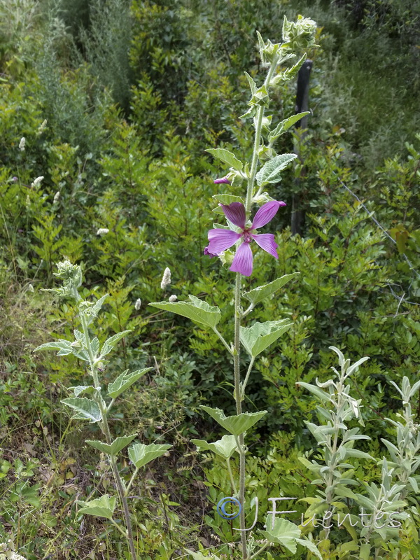 Lavatera olbia.01