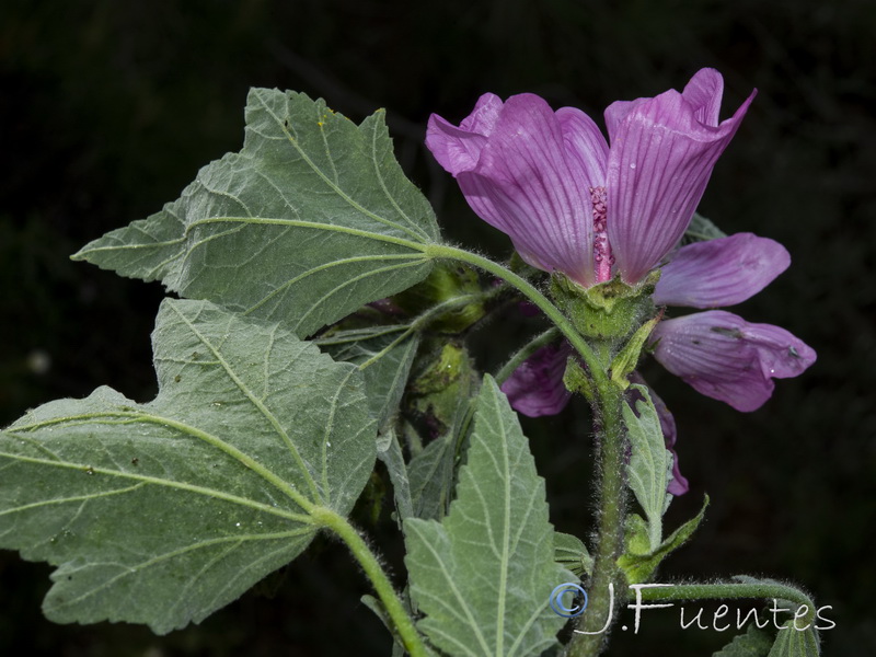 Lavatera olbia.07