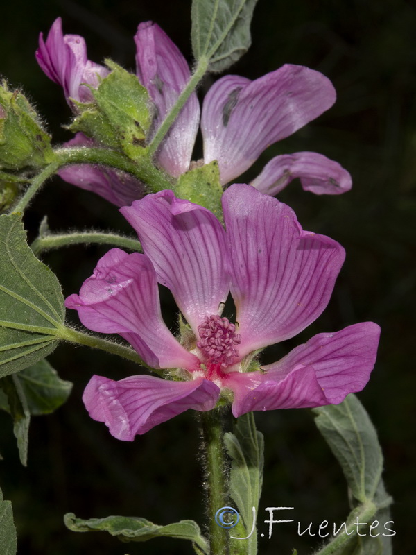 Lavatera olbia.08