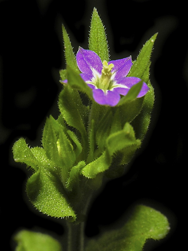 Legousia hybrida.01