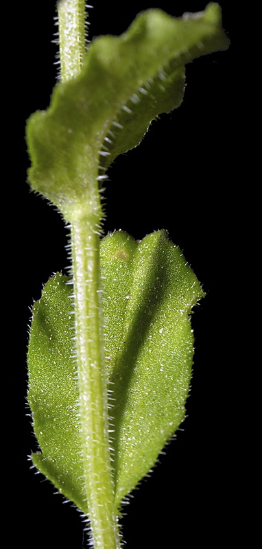 Legousia hybrida.02