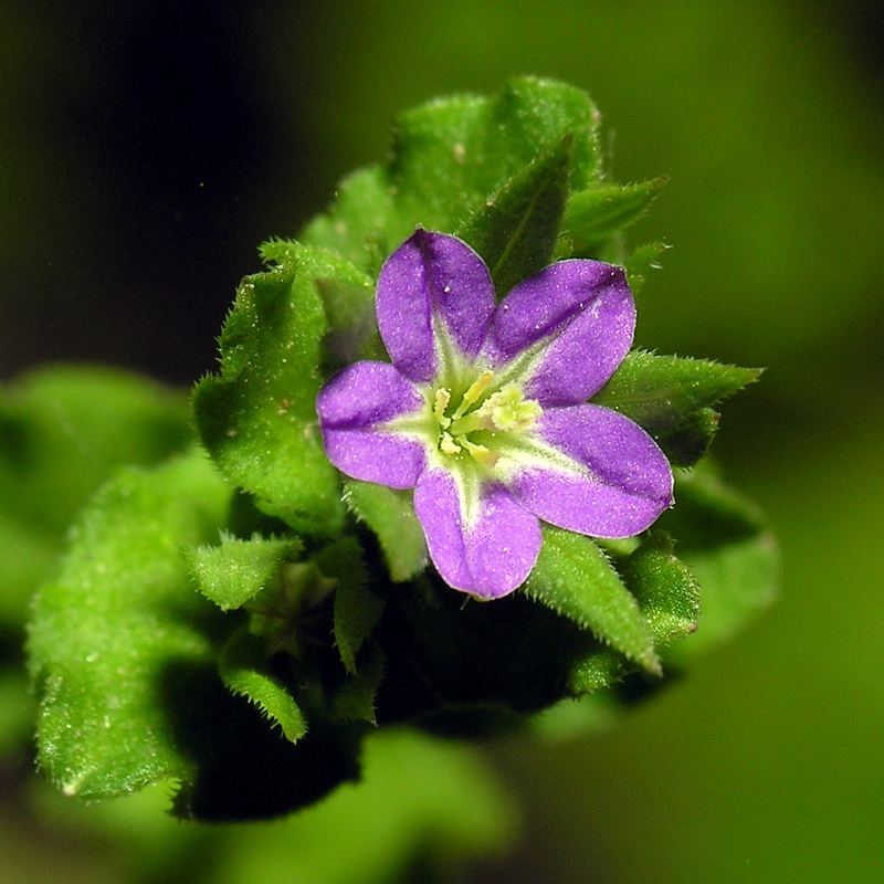 Legousia hybrida.04