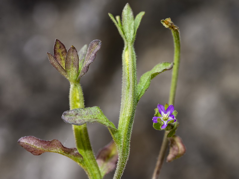 Legousia hybrida.05