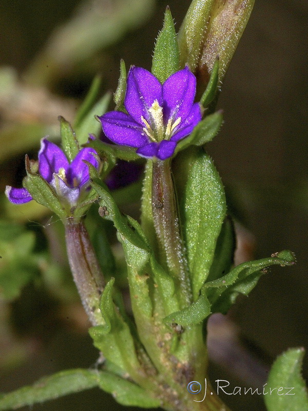 Legousia hybrida.03
